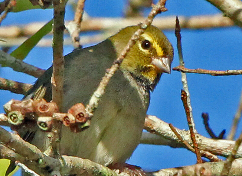 Yellow-faced Grassquit female adult