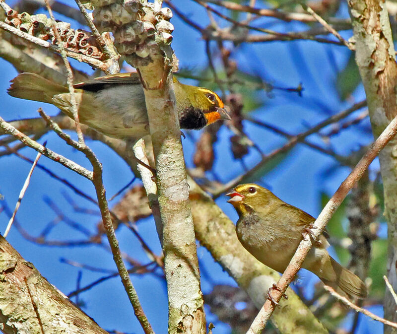 Yellow-faced Grassquit adult