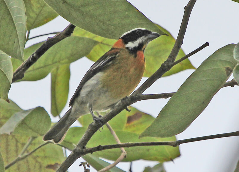 Puerto Rican Spindalis male adult